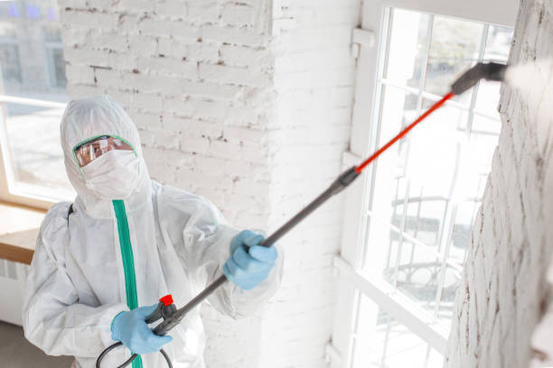 Best Black Mold Removal  in Hightstown, NJ