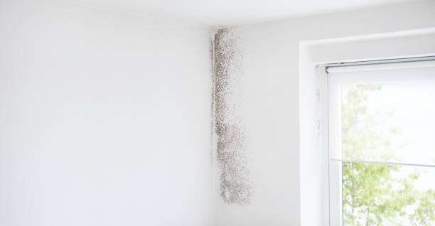 Best Mold Documentation for Insurance Claims  in Hightstown, NJ