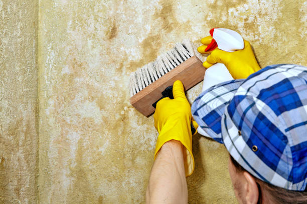 Best Forensic Mold Investigation  in Hightstown, NJ
