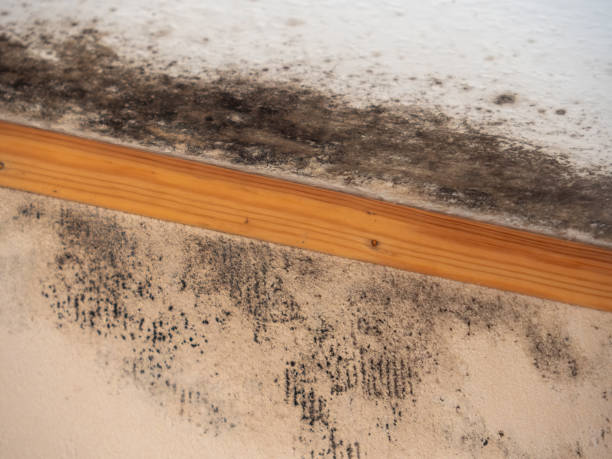 Asbestos and Lead Testing During Mold Inspection in Hightstown, NJ