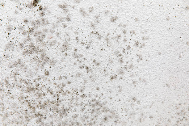 Best Air Quality Testing for Mold Spores  in Hightstown, NJ