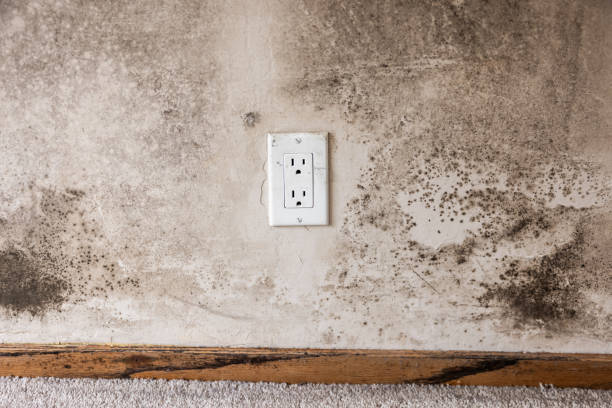 Best Attic Mold Removal  in Hightstown, NJ